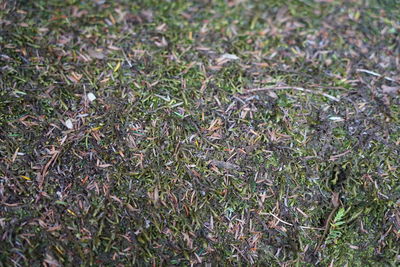 Full frame shot of plants on field