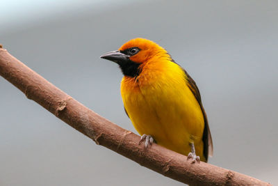 Close-up of bird perching on a branch