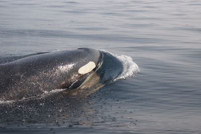 Close-up of whale swimming in sea