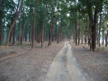 Road passing through forest