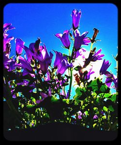 Low angle view of pink flowers blooming against blue sky