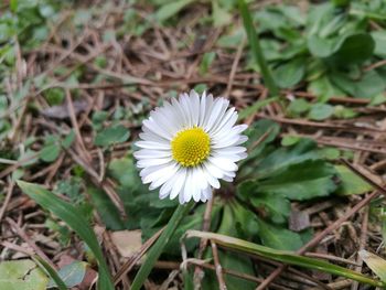 Close-up of flower blooming on field