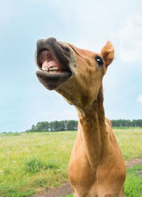 View of a horse on field