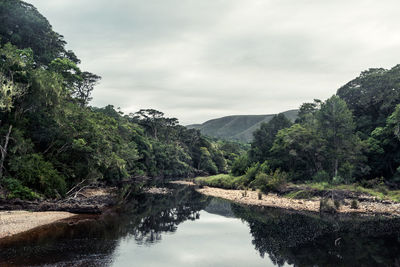 Scenic view of river amidst trees against sky