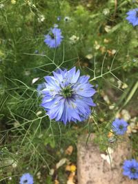 Close-up of purple flowers blooming in field