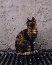 Close-up of cat sitting outdoors