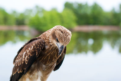 Close-up of eagle against lake