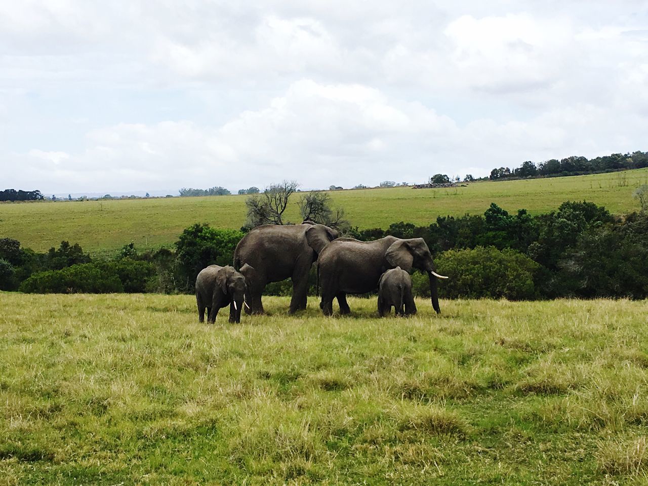 grass, field, animal themes, landscape, grazing, sky, domestic animals, livestock, green color, full length, tranquil scene, mammal, tranquility, green, cloud, nature, grassy, cloud - sky, beauty in nature, day, pasture, outdoors, scenics, non-urban scene, countryside, cloudy, grass area, no people