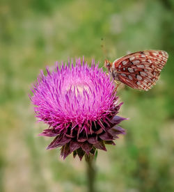 Close-up of butterfly pollinating on thistle