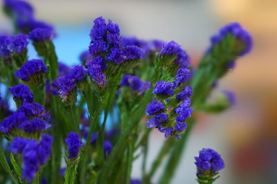 Close-up of purple flowering plants