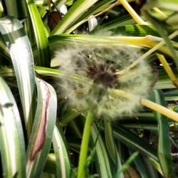 Close-up of dandelion