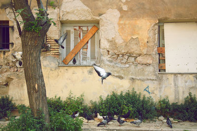 Pigeons by old building