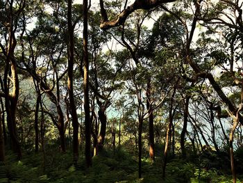 Low angle view of trees in forest