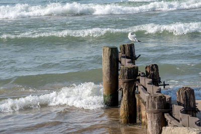 Sea gulls watching waves on lake michigan in the usa