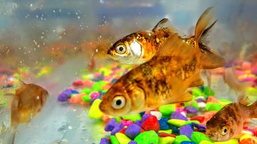 Close-up of fish swimming in sea