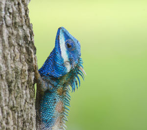 Close-up of lizard on tree trunk