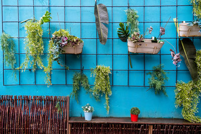 Low angle view of potted plants on building