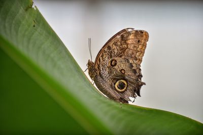 Close-up of butterfly perching on leaf