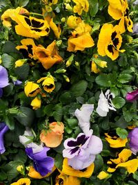 Close-up of yellow flowering plants