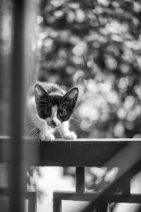 Portrait of cat standing on railing