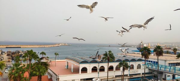 Seagulls flying over sea