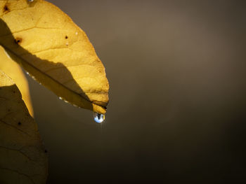 Close-up of leaf