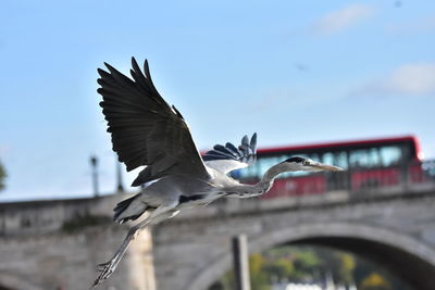 Seagulls flying in the sky