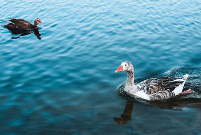 Two ducks swimming in lake