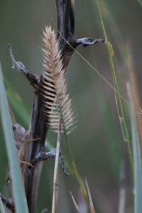 Close-up of a bird