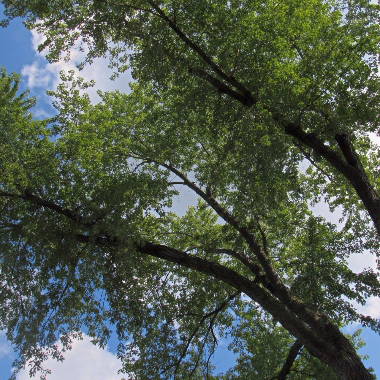 tree, plant, low angle view, nature, beauty in nature, growth, day, sky, branch, no people, outdoors, leaf, plant part, green color, tranquility, trunk, tree trunk, forest, tree canopy, sunlight, leaves, directly below