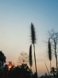 Low angle view of silhouette plants against sky during sunset