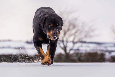 Black dog in snow