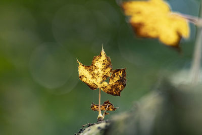 Close-up of dried autumn leaf