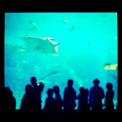 People in aquarium