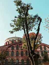 Low angle view of tree against building