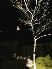 Bare trees against dark sky