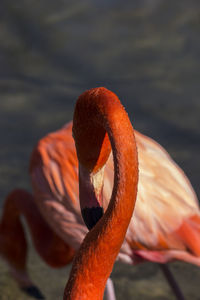 Close-up of swan swimming on lake