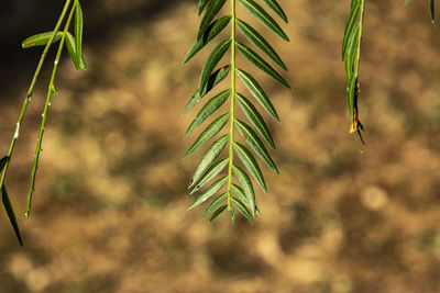Close-up of green leaves