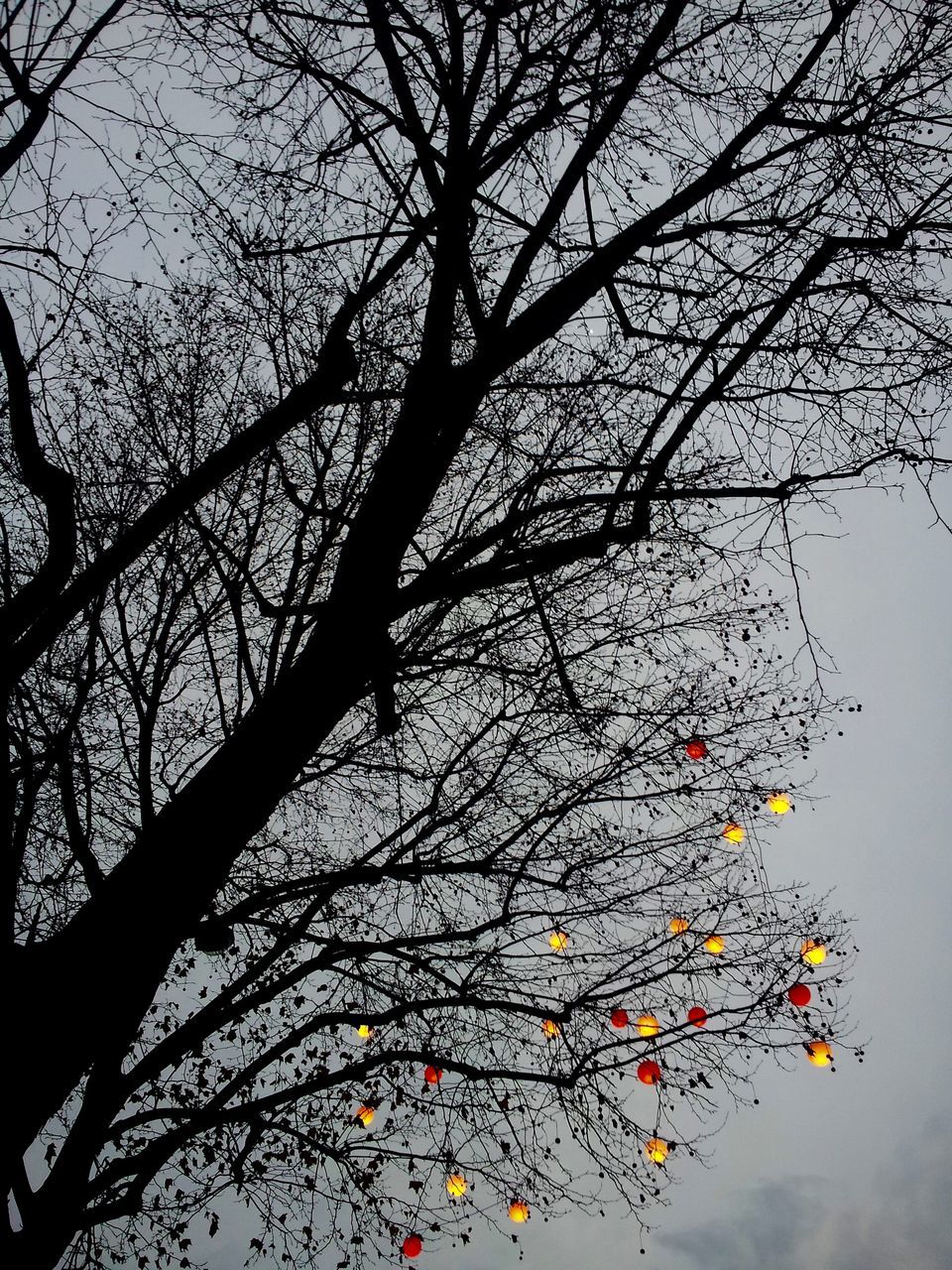 branch, tree, bare tree, red, fruit, nature, low angle view, leaf, sky, water, season, freshness, tranquility, twig, beauty in nature, growth, food and drink, no people, autumn, outdoors