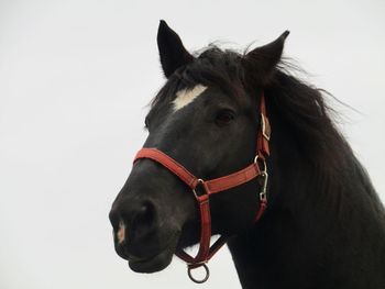 Close-up of a horse against white background