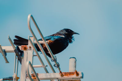 Low angle view of bird perching on metal against sky