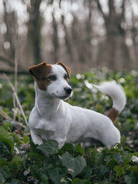 Close-up of a dog looking away