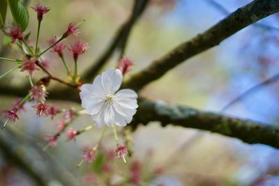 Close-up of white cherry blossom tree