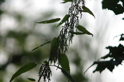 Close-up of pine tree branch during winter