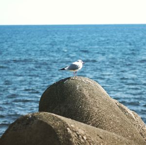 Seagull perching on rock by sea against sky