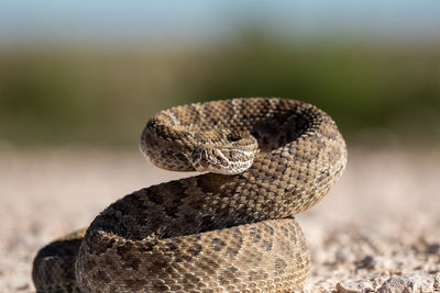 Close-up of lizard on land