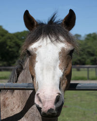 Close-up portrait of a horse in ranch