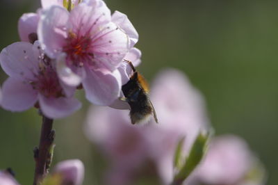 Close-up of bee pollinating on flower