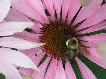 Close-up of bee pollinating on pink coneflower