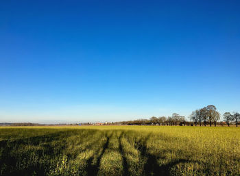 Scenic view of field against clear blue sky